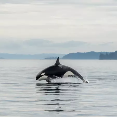 Jumping Transient Orca, hunting porpoises