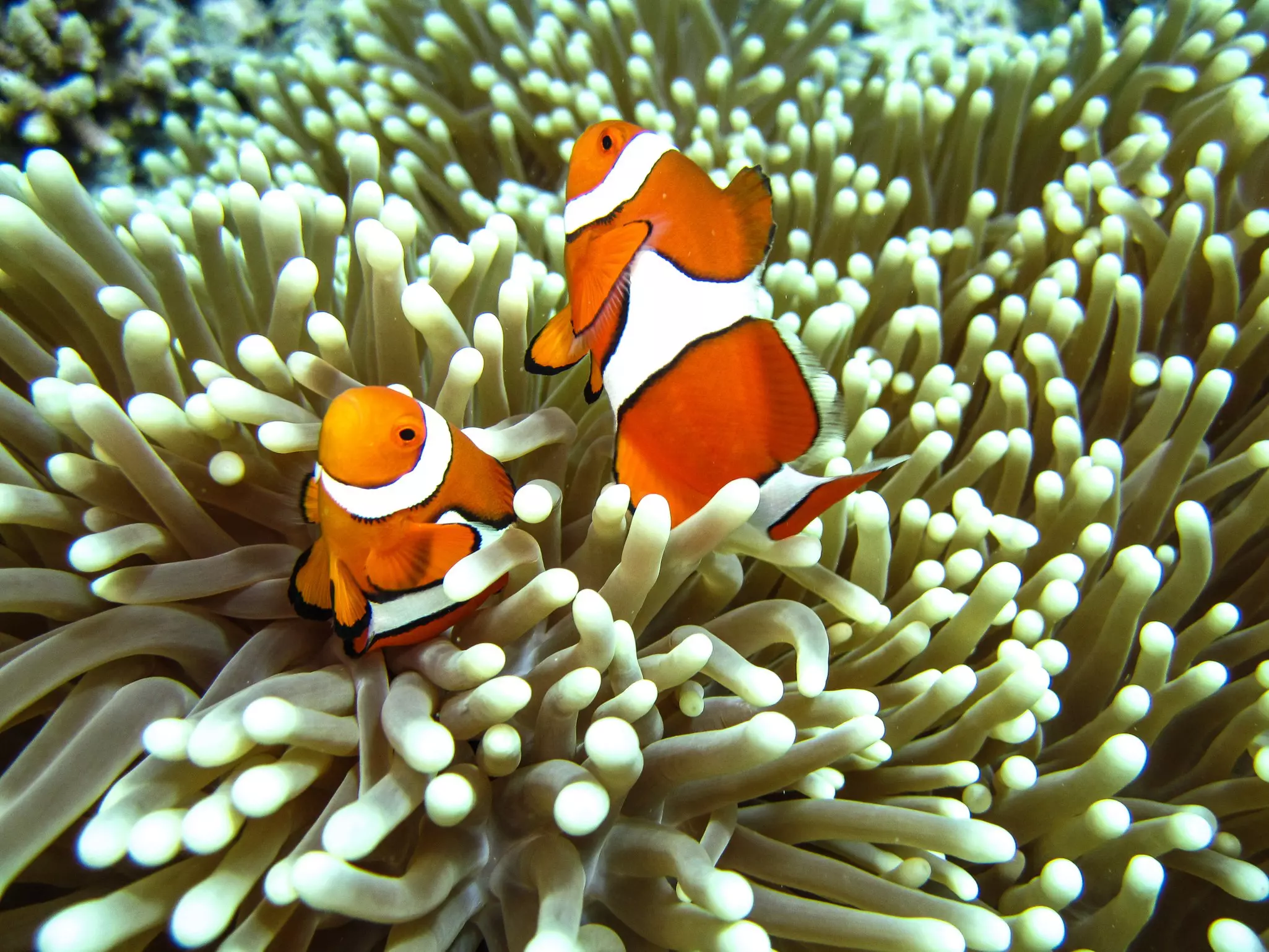 Two orange and white clown fish hiding in the tendrils of a sea anemone.