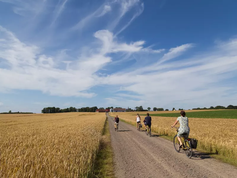 People ride bicycles on a path through tall dried grasses.
