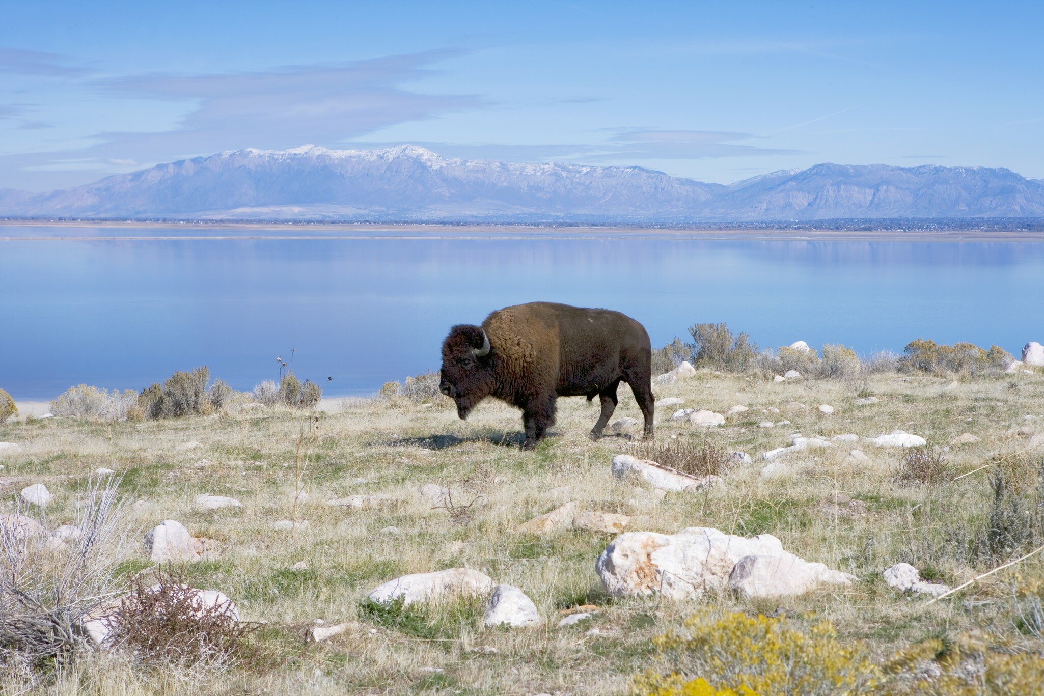 Buffalo in Antelope Island State Park; Shutterstock ID 27363436;