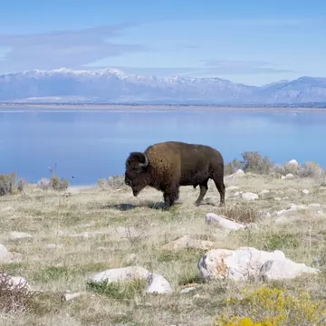 Buffalo in Antelope Island State Park; Shutterstock ID 27363436;