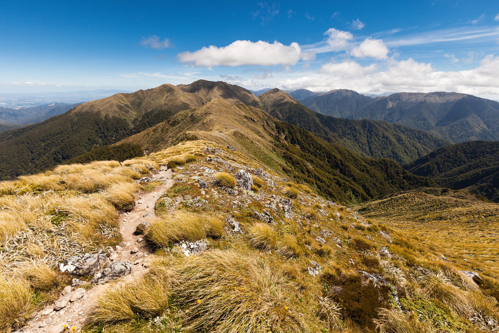 Ridge between Jumbo and Mount Holdsworth, Holdsworth Jumbo Circuit, Tararua Range