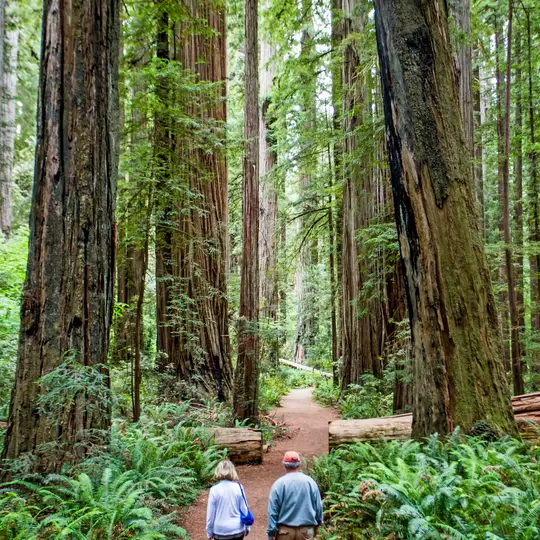 Couple Hiking Through The Towering Trees Along A Trail In Redwoods National Park