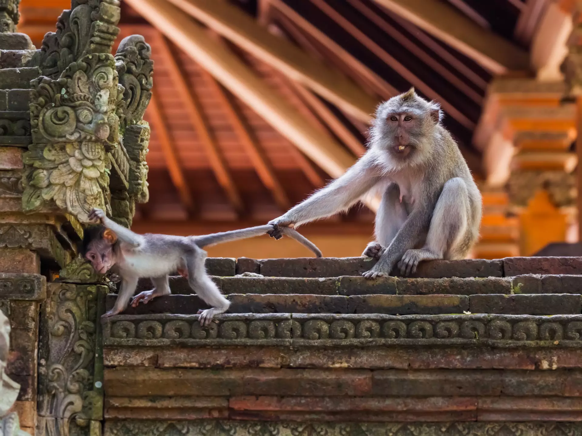 Monkeys playing at a temple site in Ubud, Bali. 