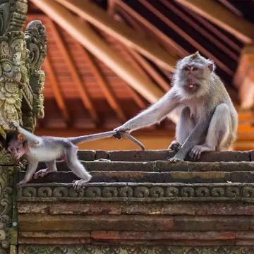 Monkeys playing at a temple site in Ubud, Bali. 