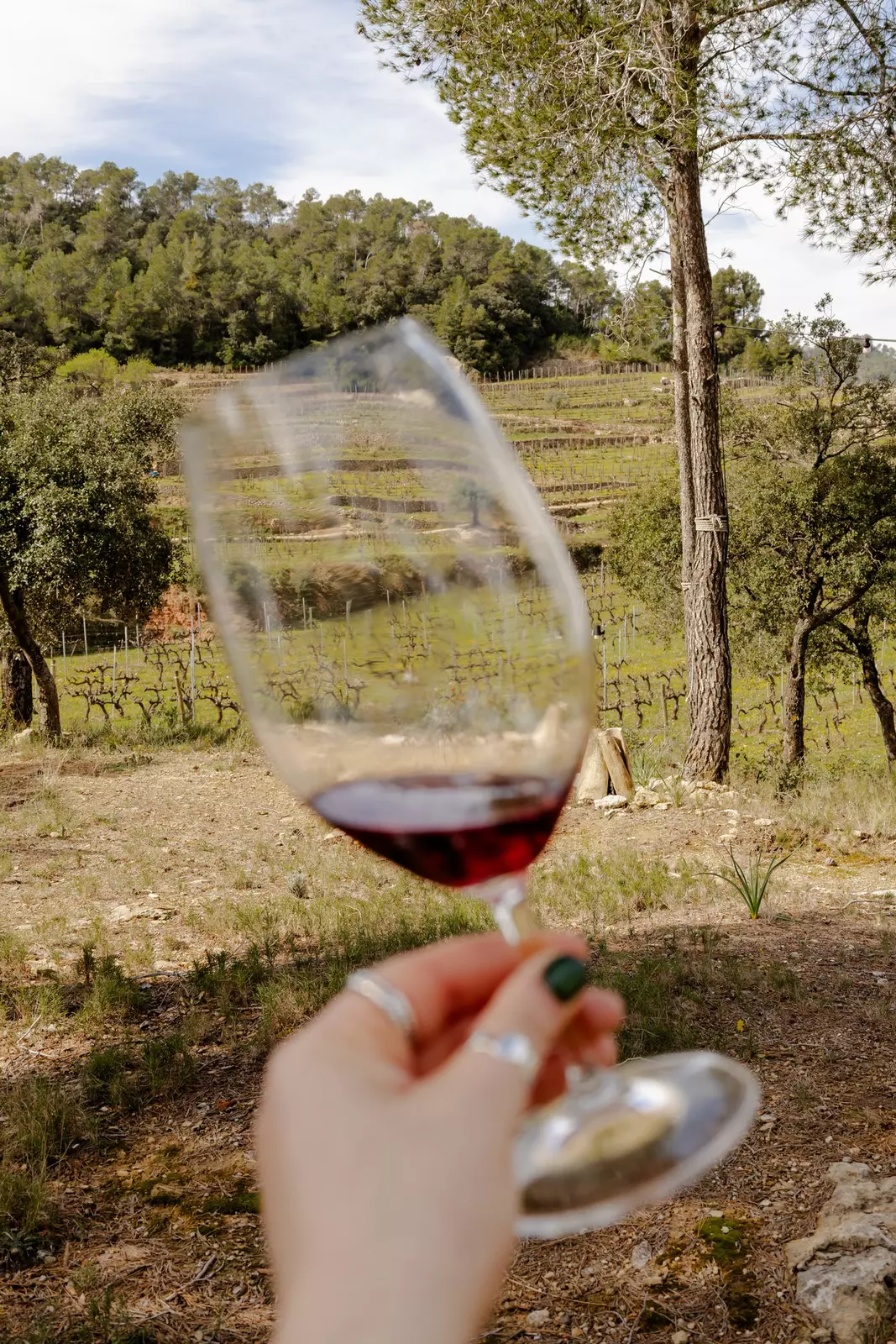 A clear glass with a little bit of red wine held in front of vines.