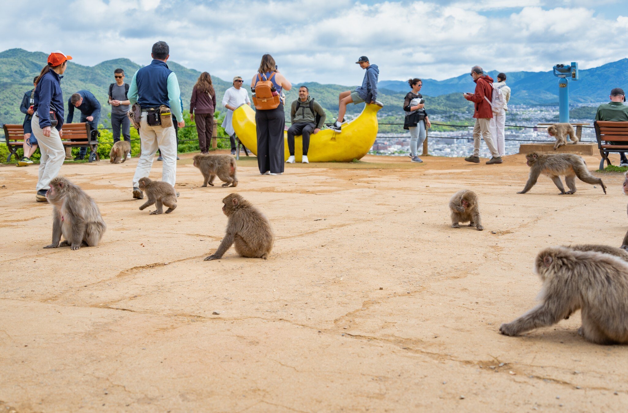 Kyoto, Japan - 05.08.2024: Tourists encountering a free roaming Japanese Macaque at Arashiyama Monkey Park Iwatayama., License Type: media, Download Time: 2026-05-27T17:58:02.000Z, User: LP_NZhan, Editorial: true, purchase_order: 65050 - Digital Destinations and Articles, job: App Content, client: Lonely Planet App, other: Nadine Zhan