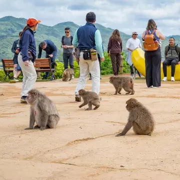 Kyoto, Japan - 05.08.2024: Tourists encountering a free roaming Japanese Macaque at Arashiyama Monkey Park Iwatayama., License Type: media, Download Time: 2026-05-27T17:58:02.000Z, User: LP_NZhan, Editorial: true, purchase_order: 65050 - Digital Destinations and Articles, job: App Content, client: Lonely Planet App, other: Nadine Zhan