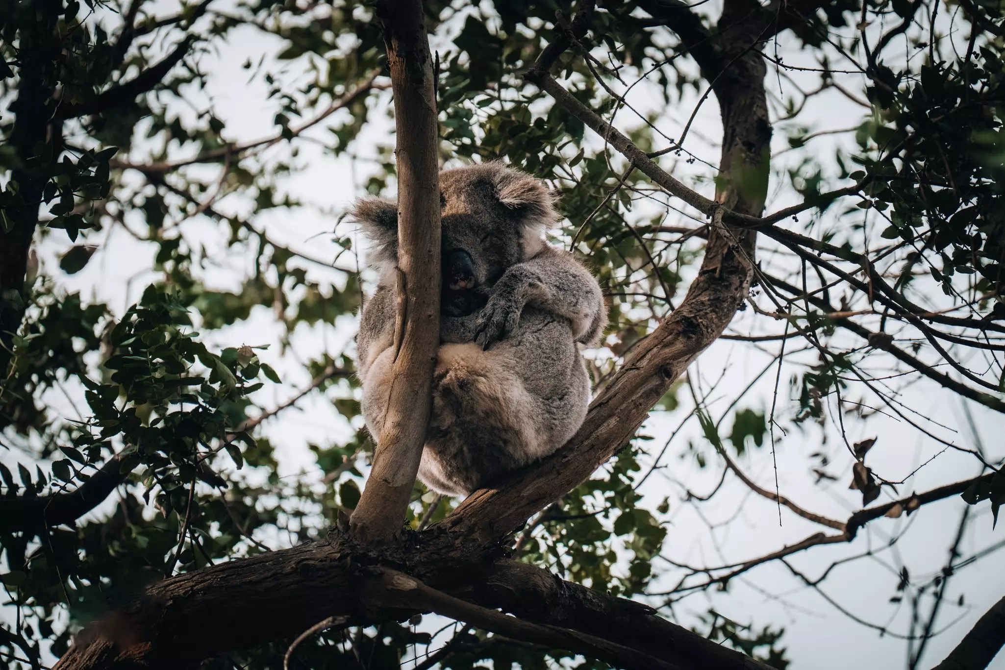Koala in the wild with gum tree on the Great Ocean Road, Australia