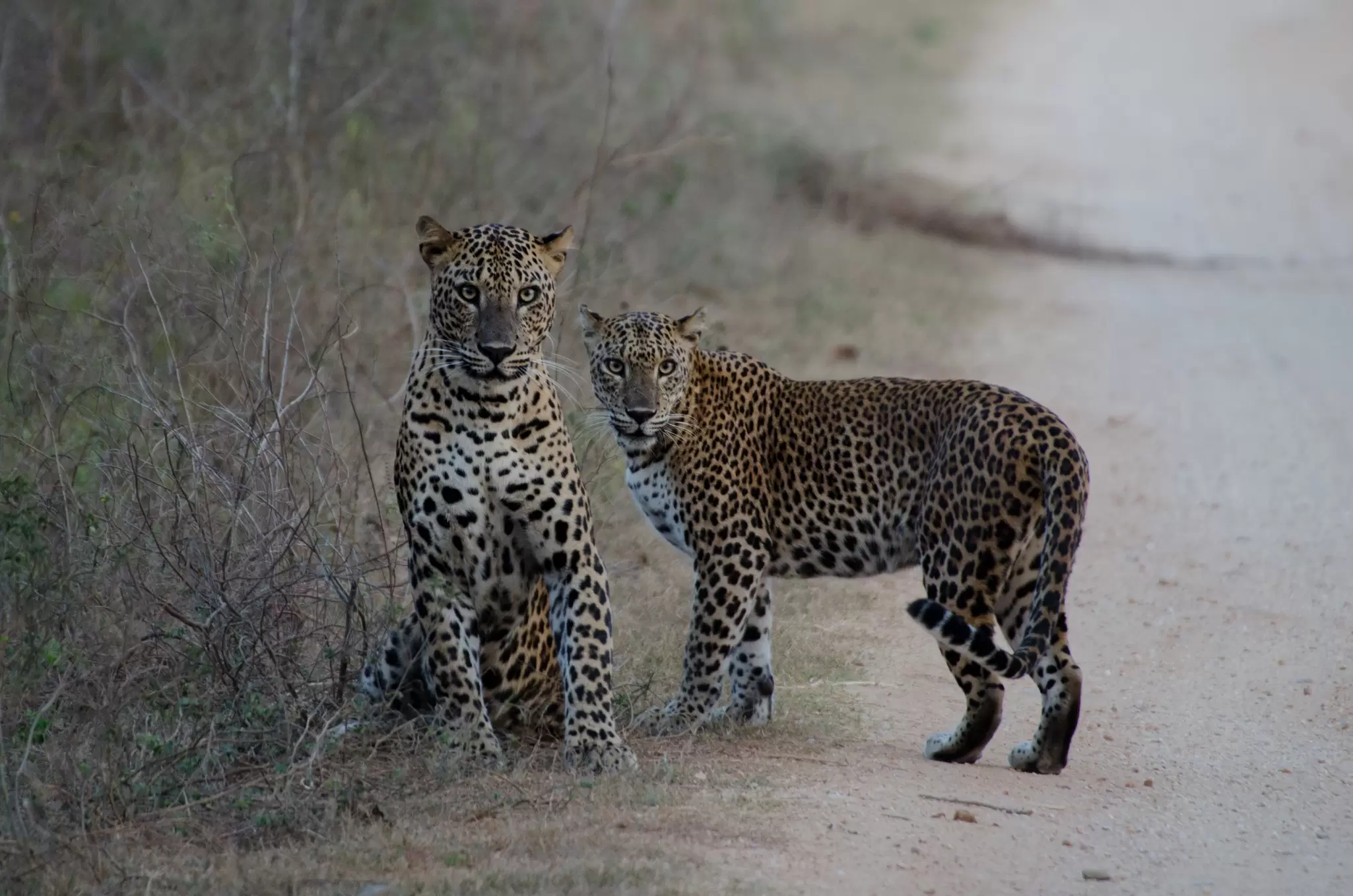 Two leopards stand on a dirt road in Yala National Park, Sri Lanka