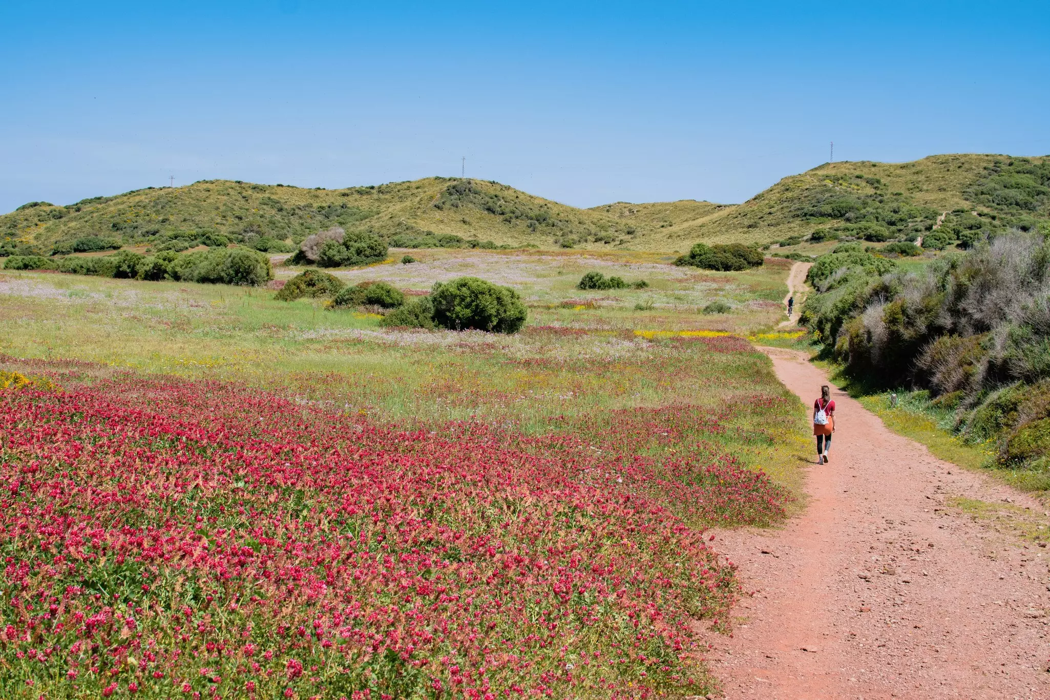A woman walks a sandy hiking trail surrounded by meadows with pink and yellow spring wildflowers.