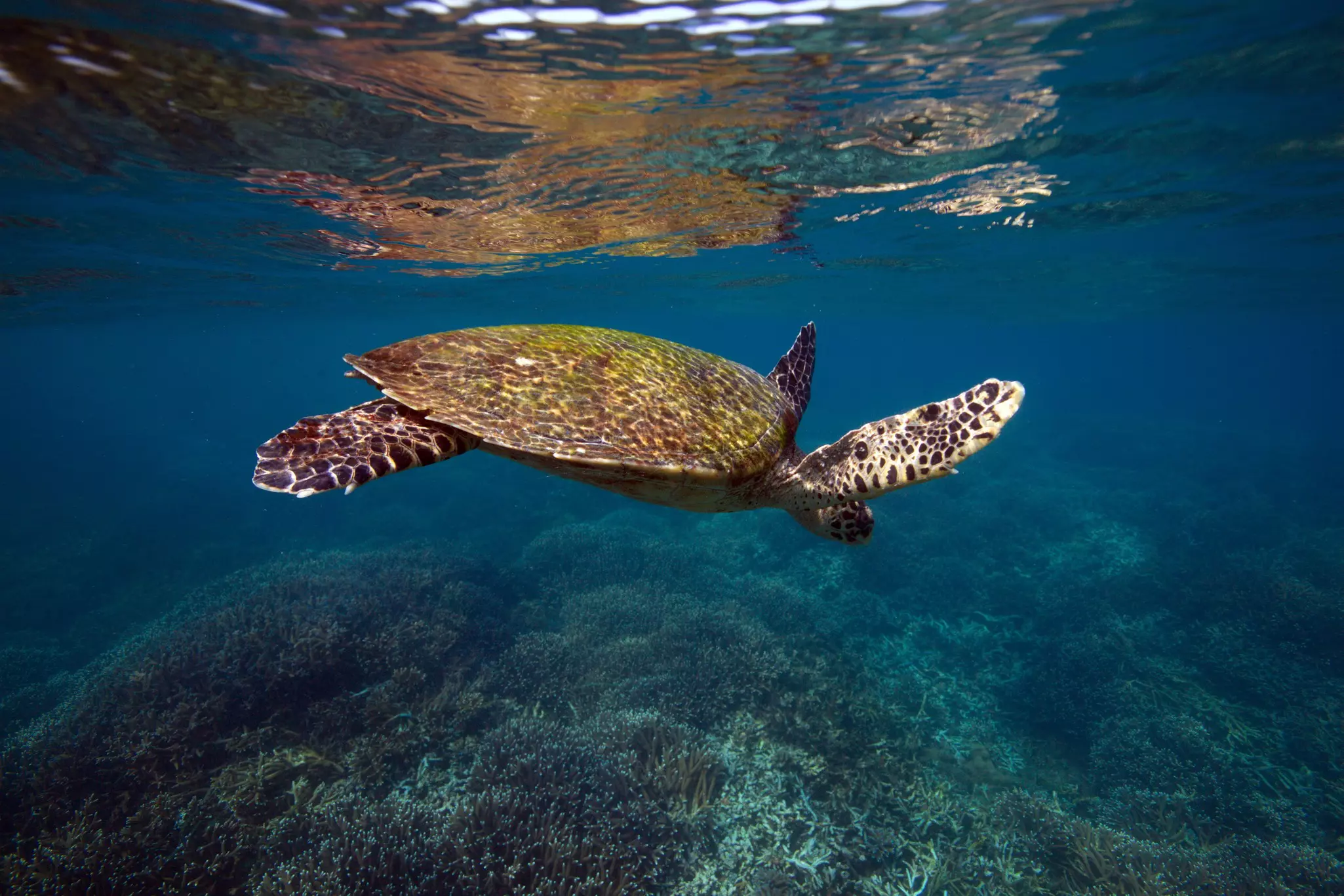 A hawksbill turtle swims just below the surface of the water. Its form is reflected in the surface of the water just above it.