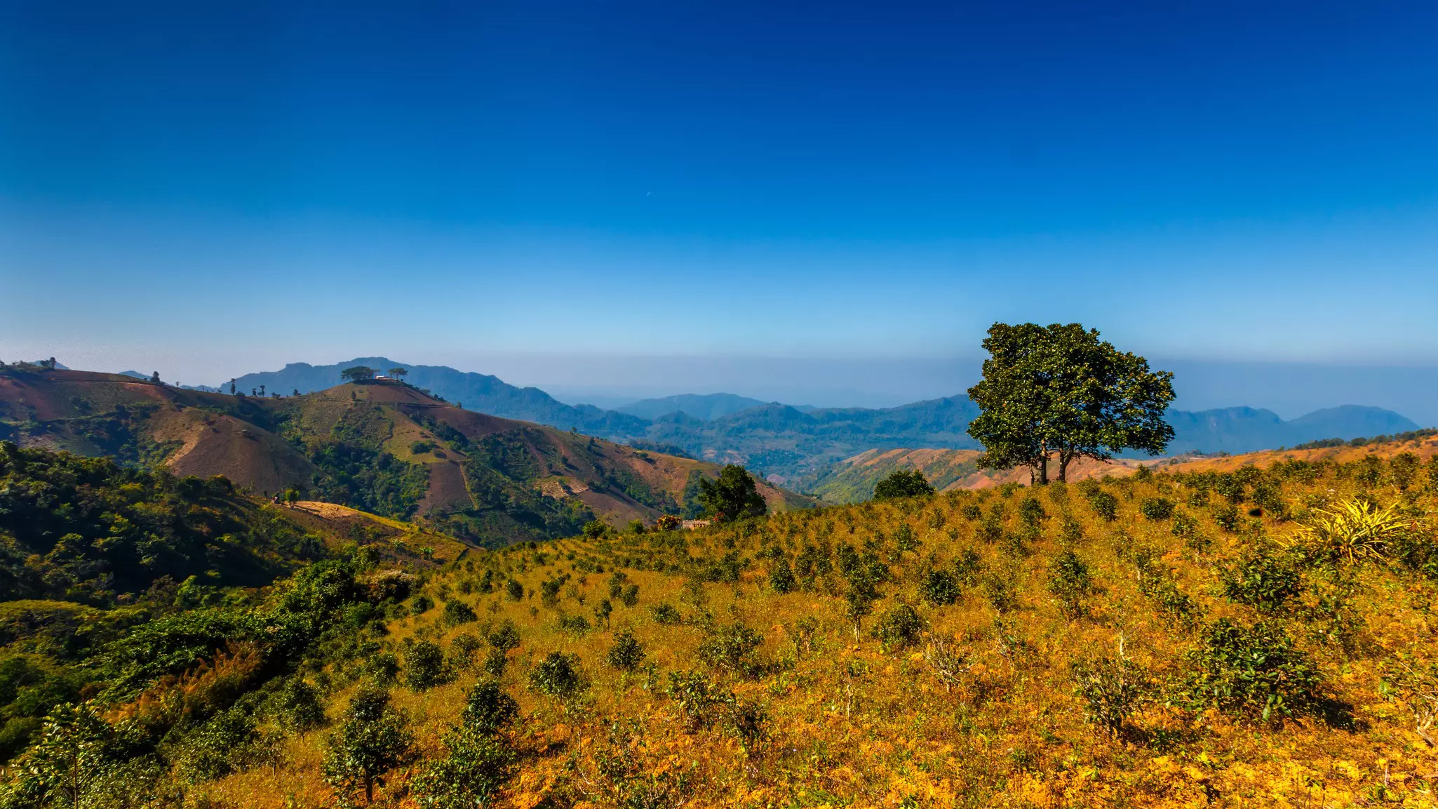 500px Photo ID: 72780811 - Villagers up here grow tea and oranges which they sell to regions like Mandalay and Yangon with good profit.