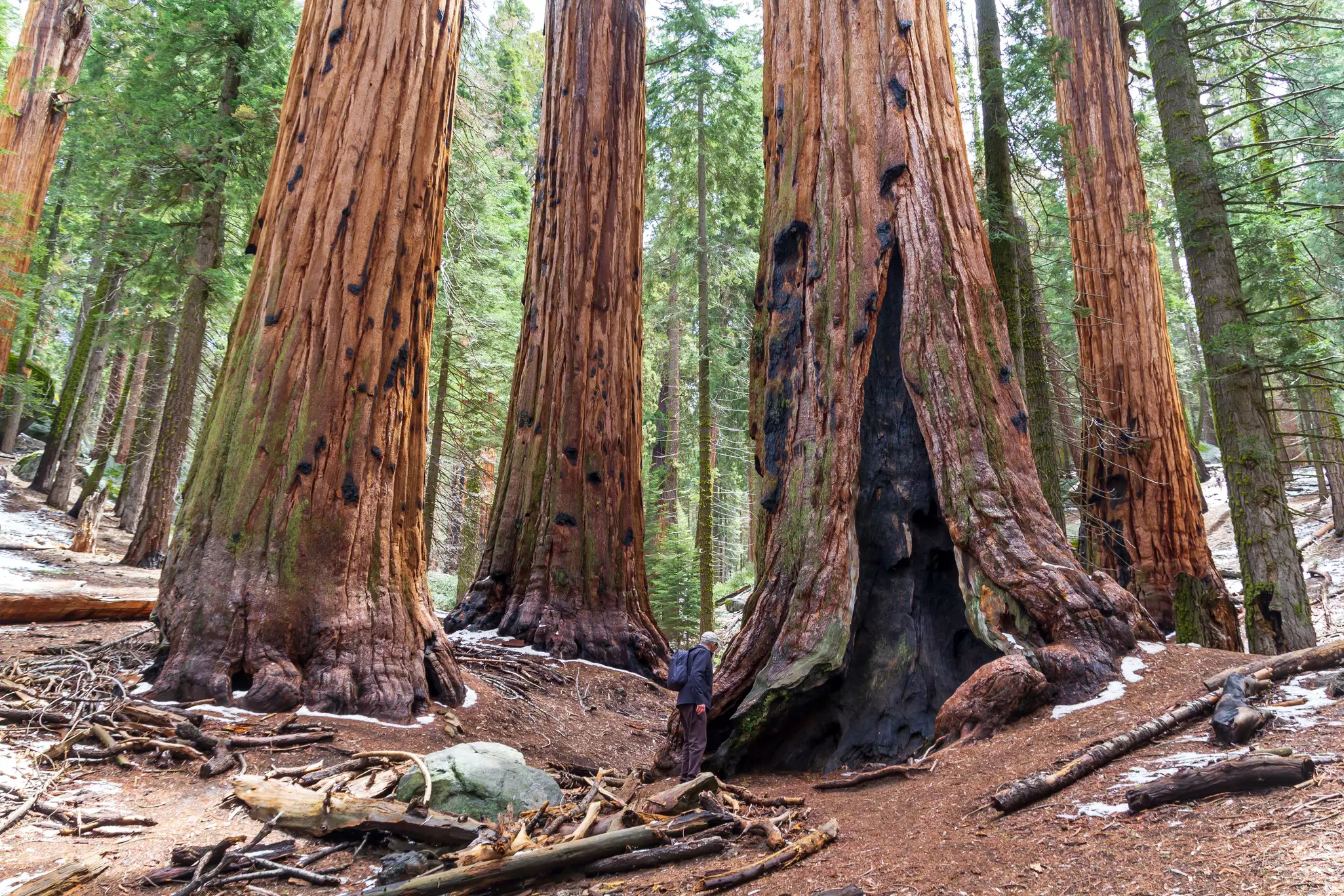 Man next to giant sequoias at Sequoia National Park, United States