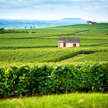 Hills covered with vineyards on a sunny day in Reims, Champagne, France