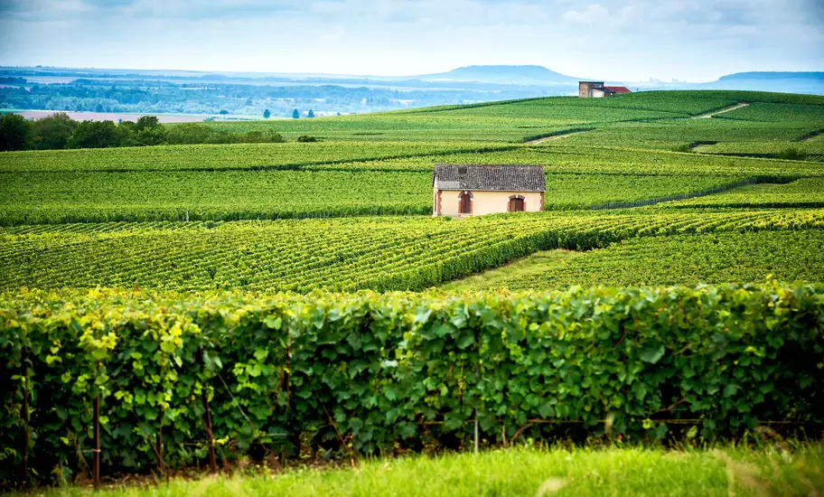 Hills covered with vineyards on a sunny day in Reims, Champagne, France