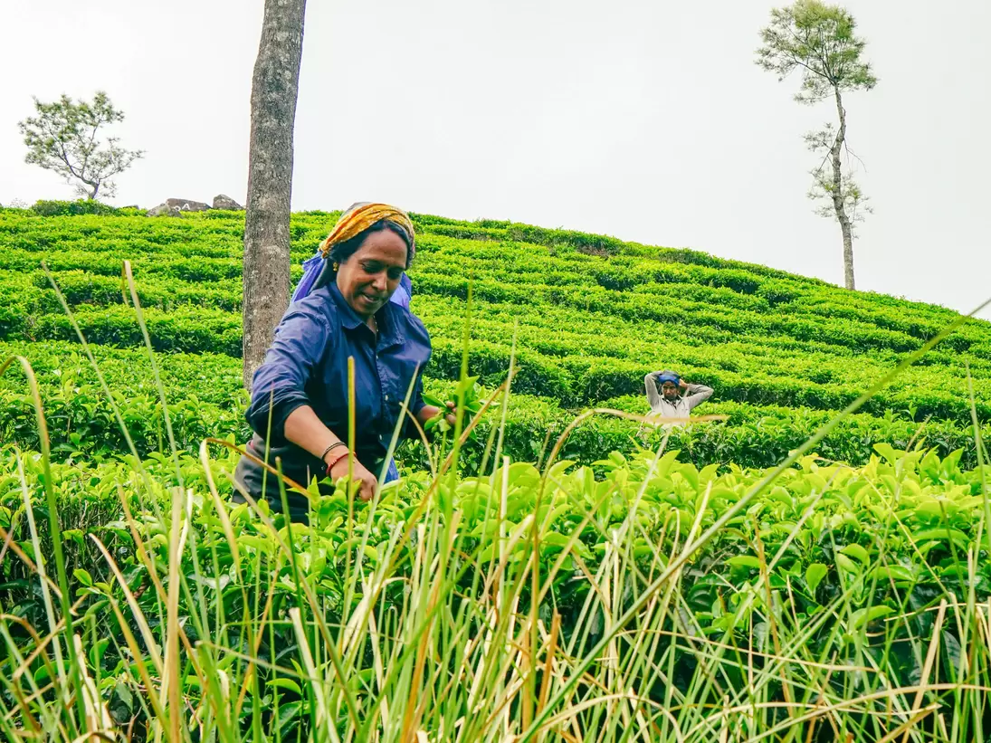 Tea-pickers at Lipton's Seat tea gardens in Haputale, Sri Lanka.