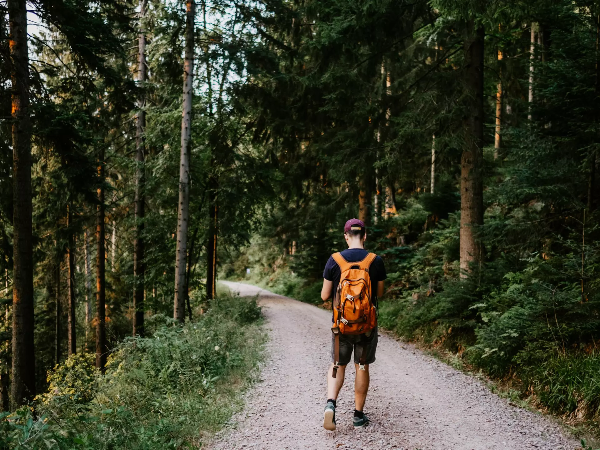 A man with an orange backpack hikes along a gravel road in a forest.