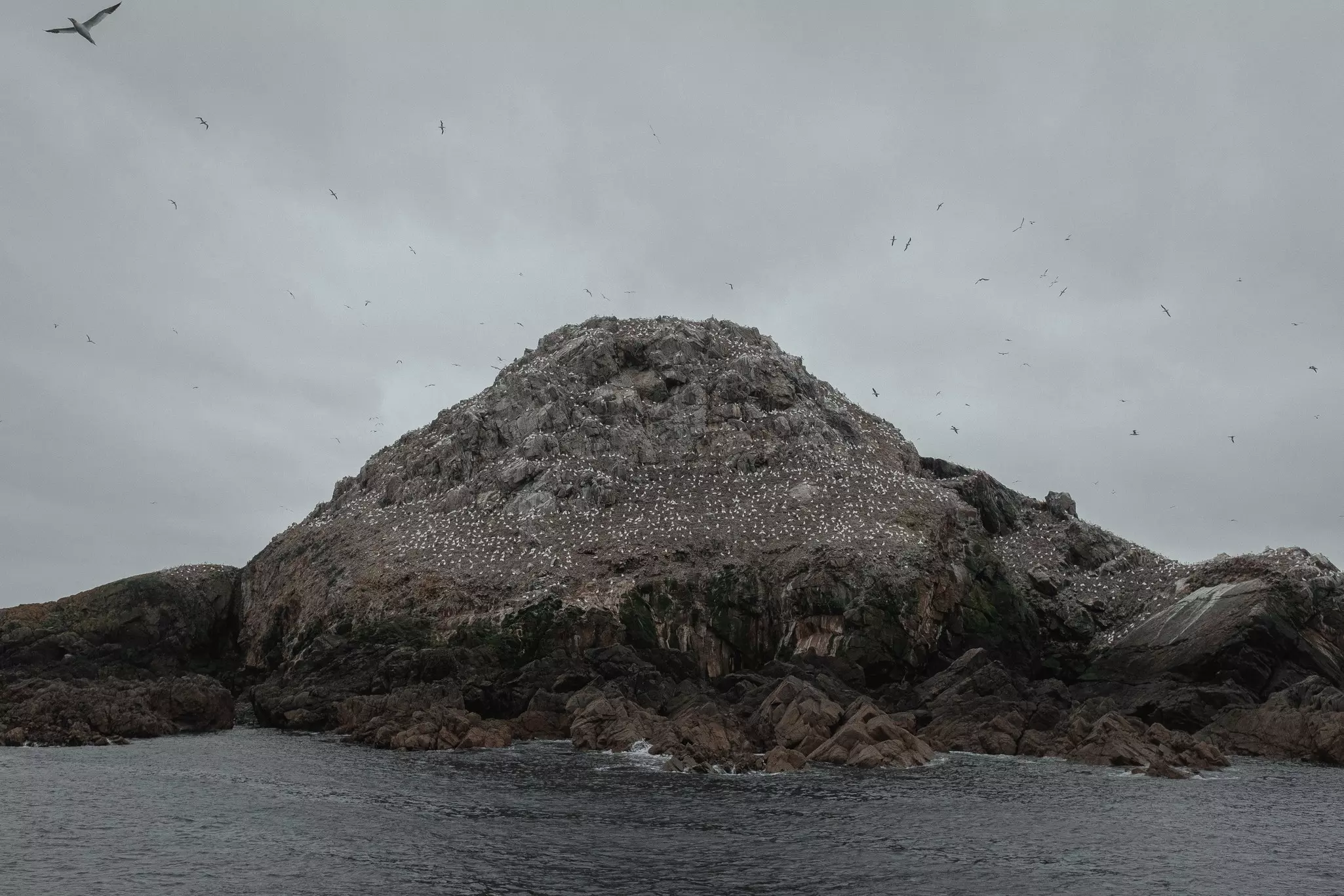 Watch the Northern Garnets fish for dinner above the archipelago of the Seven Islands  © Julien Marsault
