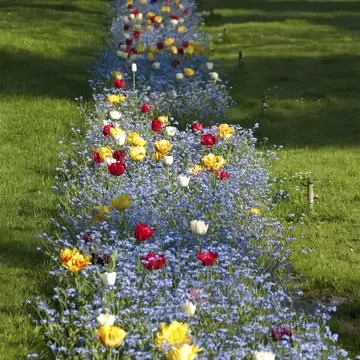 Colorful Garden