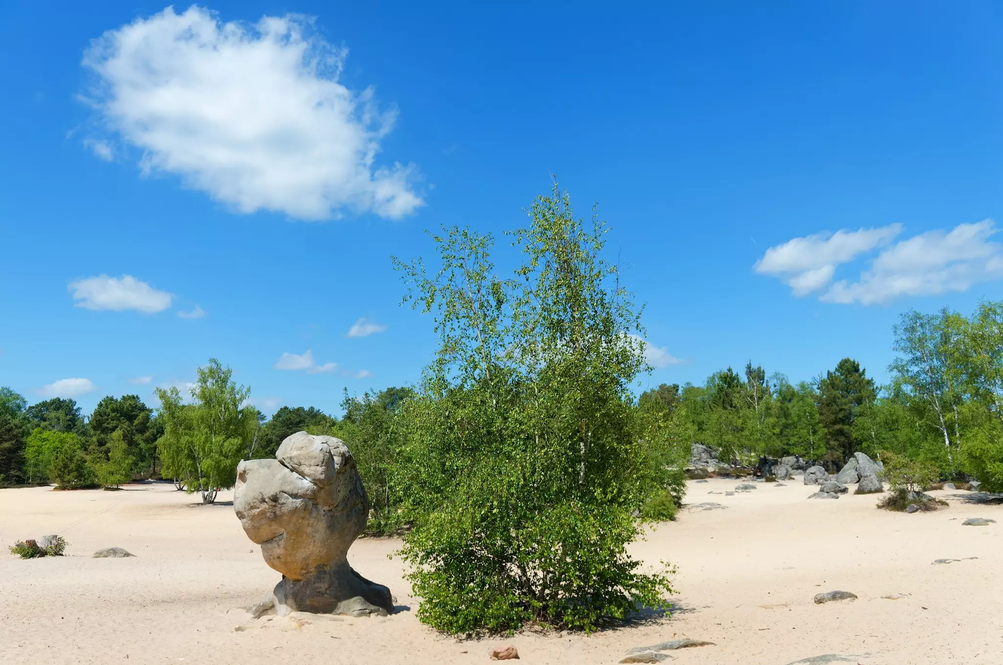 A sandy area, like a beach, with a massive freestanding boulder within a forest.