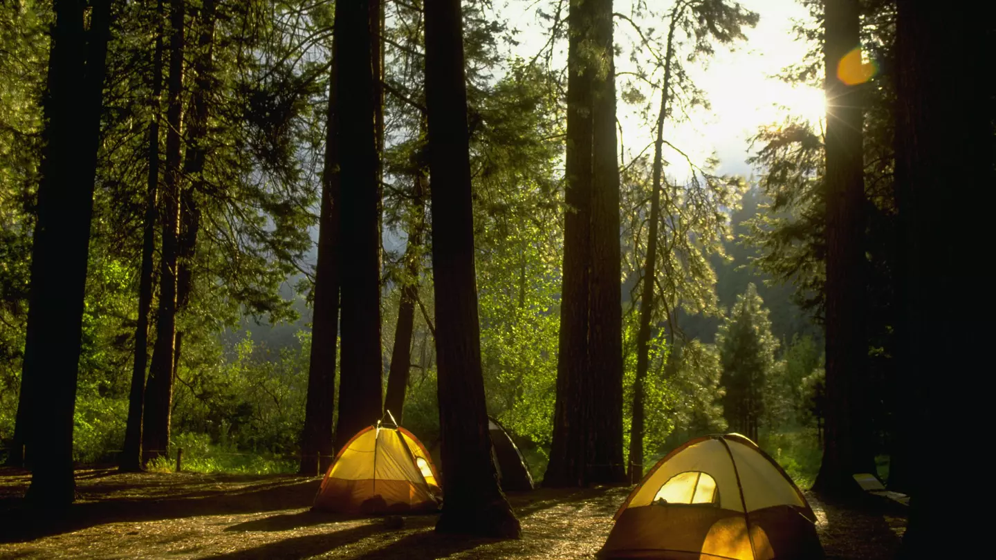 Camping in Yosemite Woods
