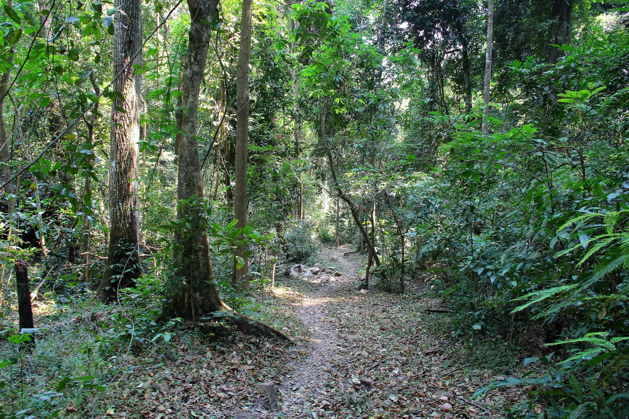 A dirt hiking train leads through dense forest in Gombe National Park, Tanzania