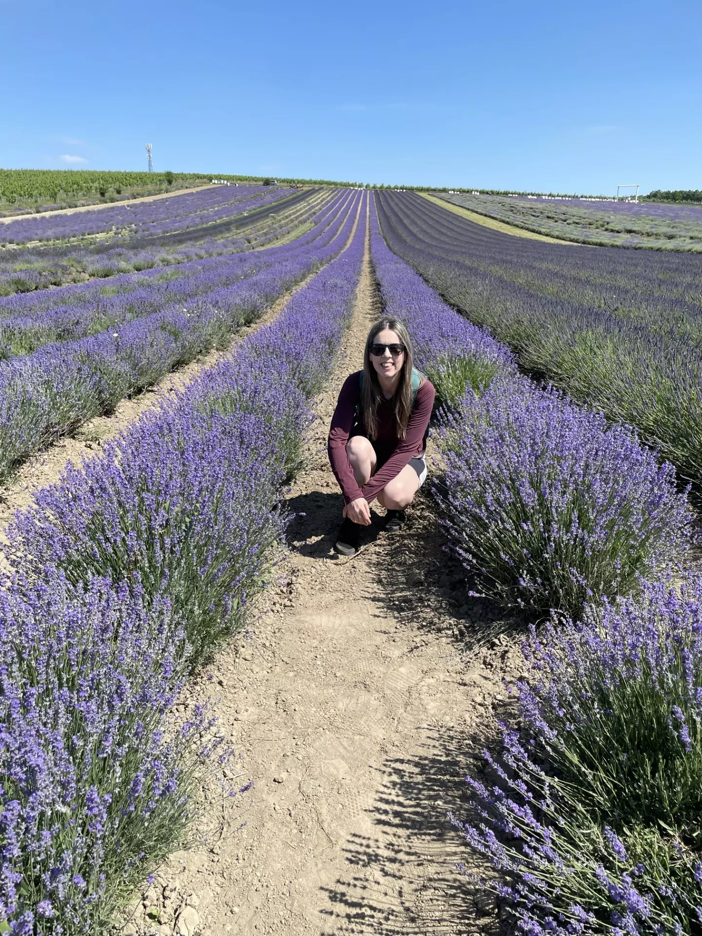 Crouching in the lavander field at Lavandia lavender farm in Starovičky