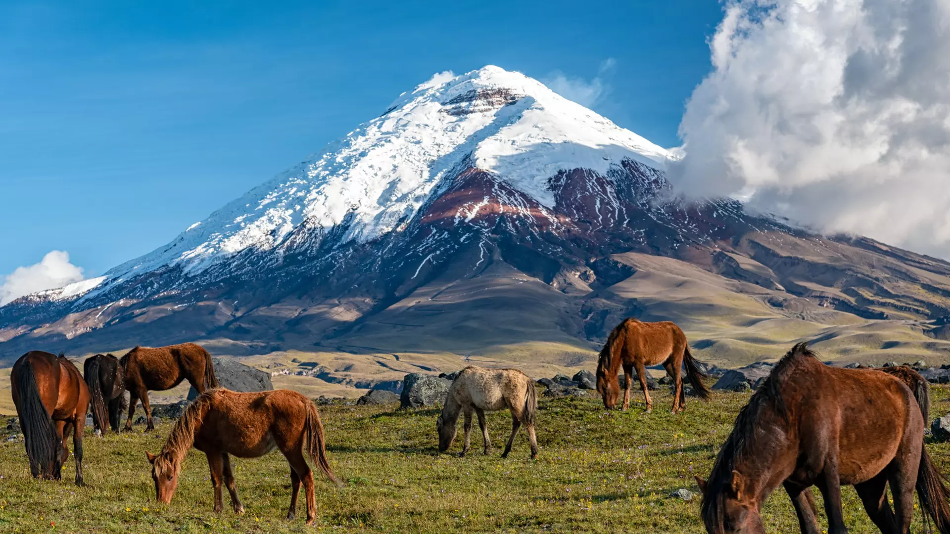 Jonatas Neiva/Shutterstock