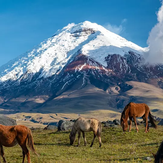Jonatas Neiva/Shutterstock