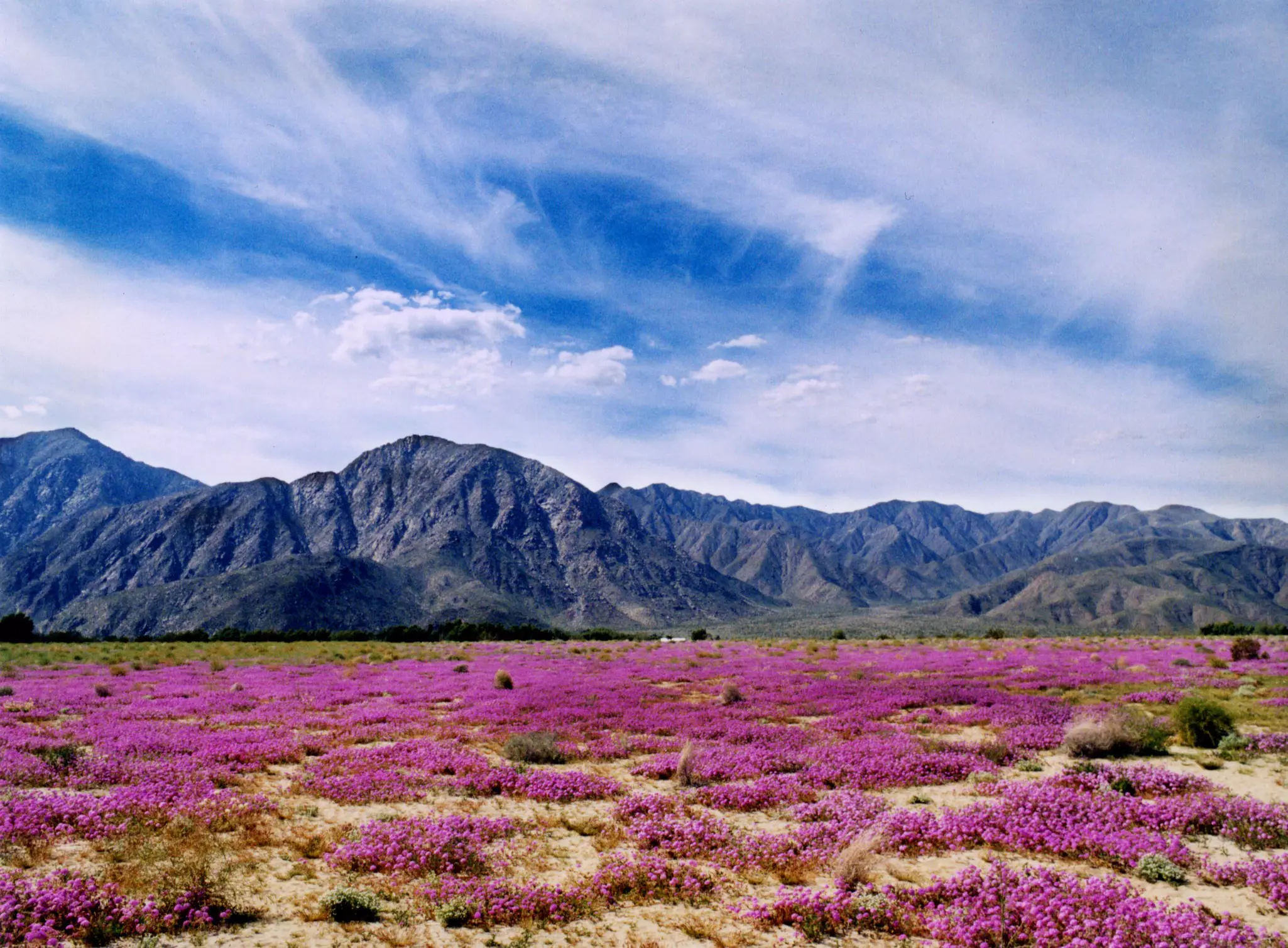 Wildflowers in the Anza-Borrego Desert State Park