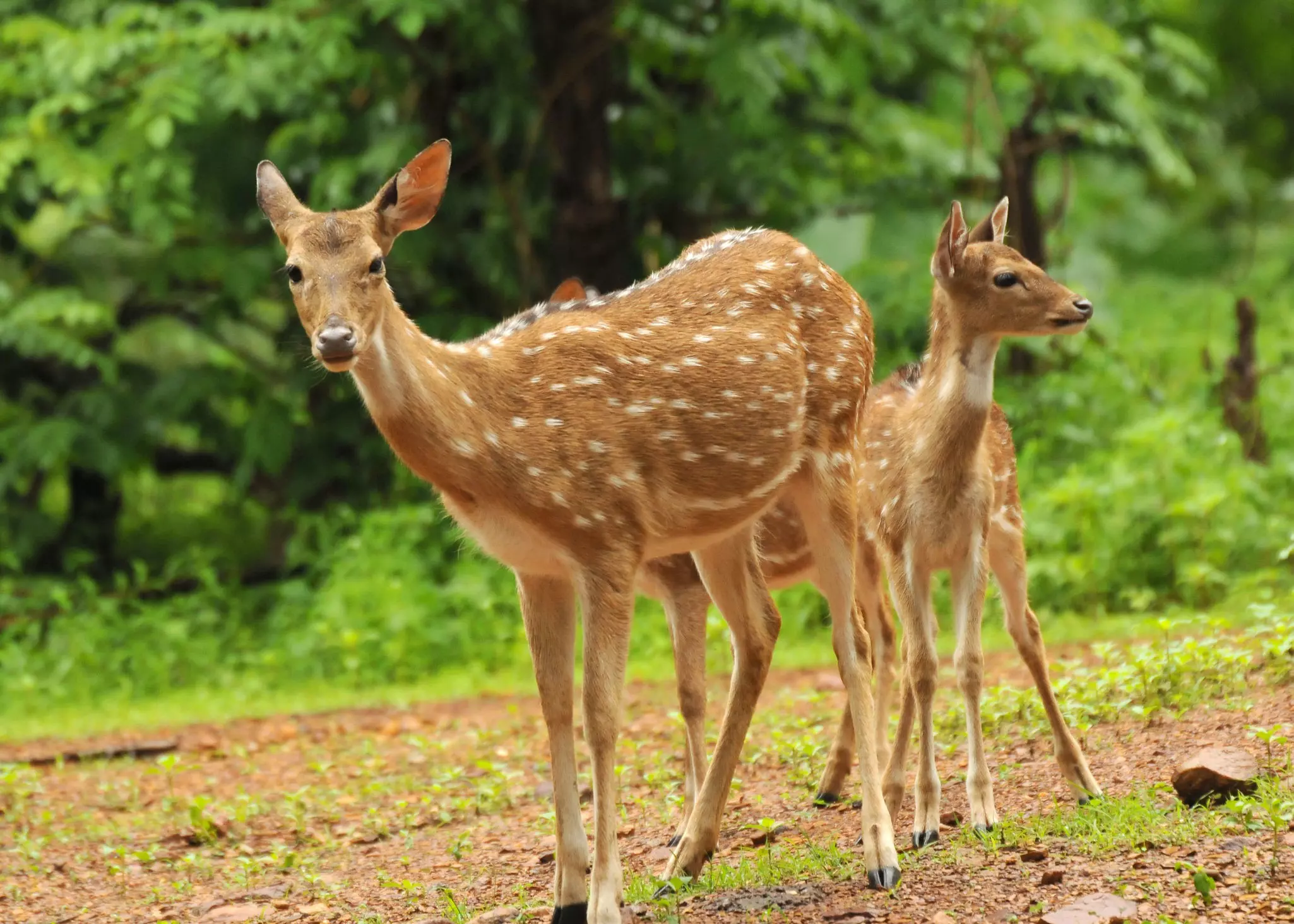 Delight your children seeing wildlife like spotted deer in the Great Smoky Mountains National Park © CRS PHOTO / Shutterstock