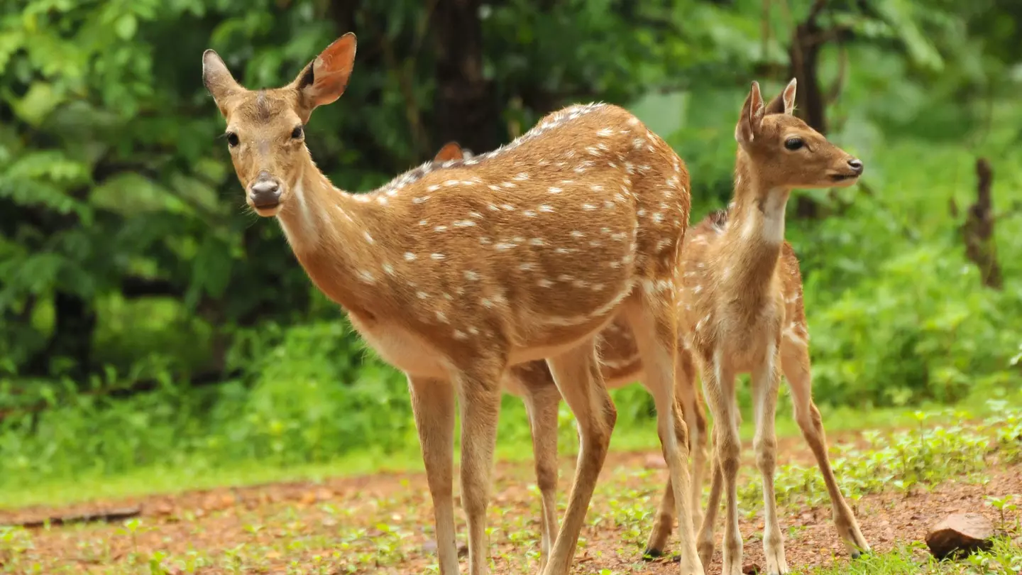 Delight your children seeing wildlife like spotted deer in the Great Smoky Mountains National Park © CRS PHOTO / Shutterstock