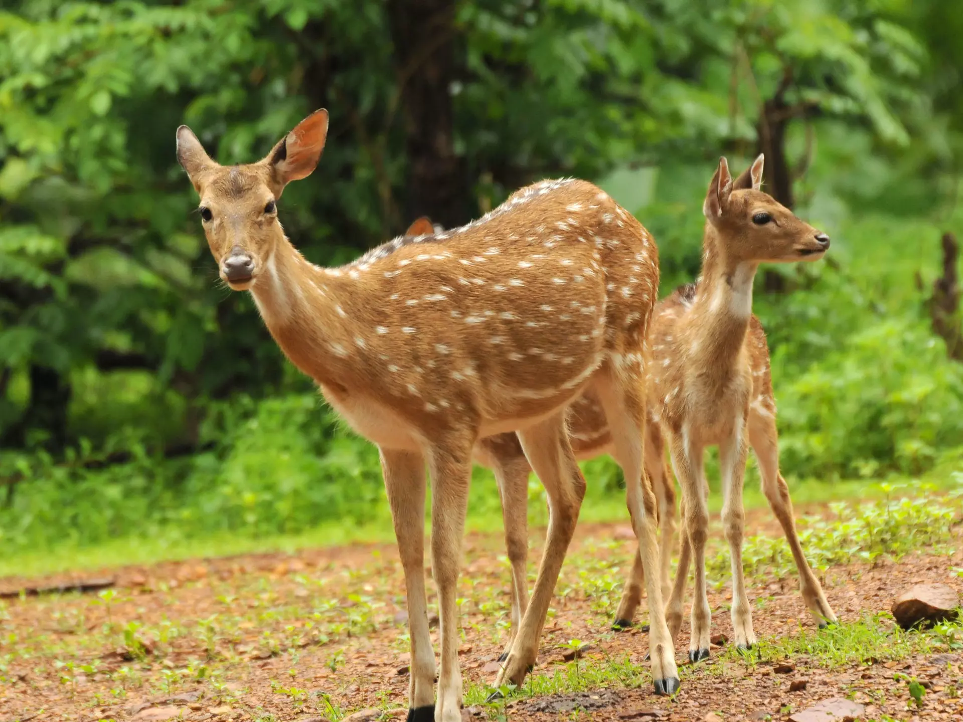 Delight your children seeing wildlife like spotted deer in the Great Smoky Mountains National Park © CRS PHOTO / Shutterstock