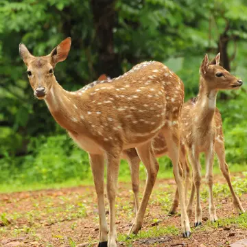 Delight your children seeing wildlife like spotted deer in the Great Smoky Mountains National Park © CRS PHOTO / Shutterstock