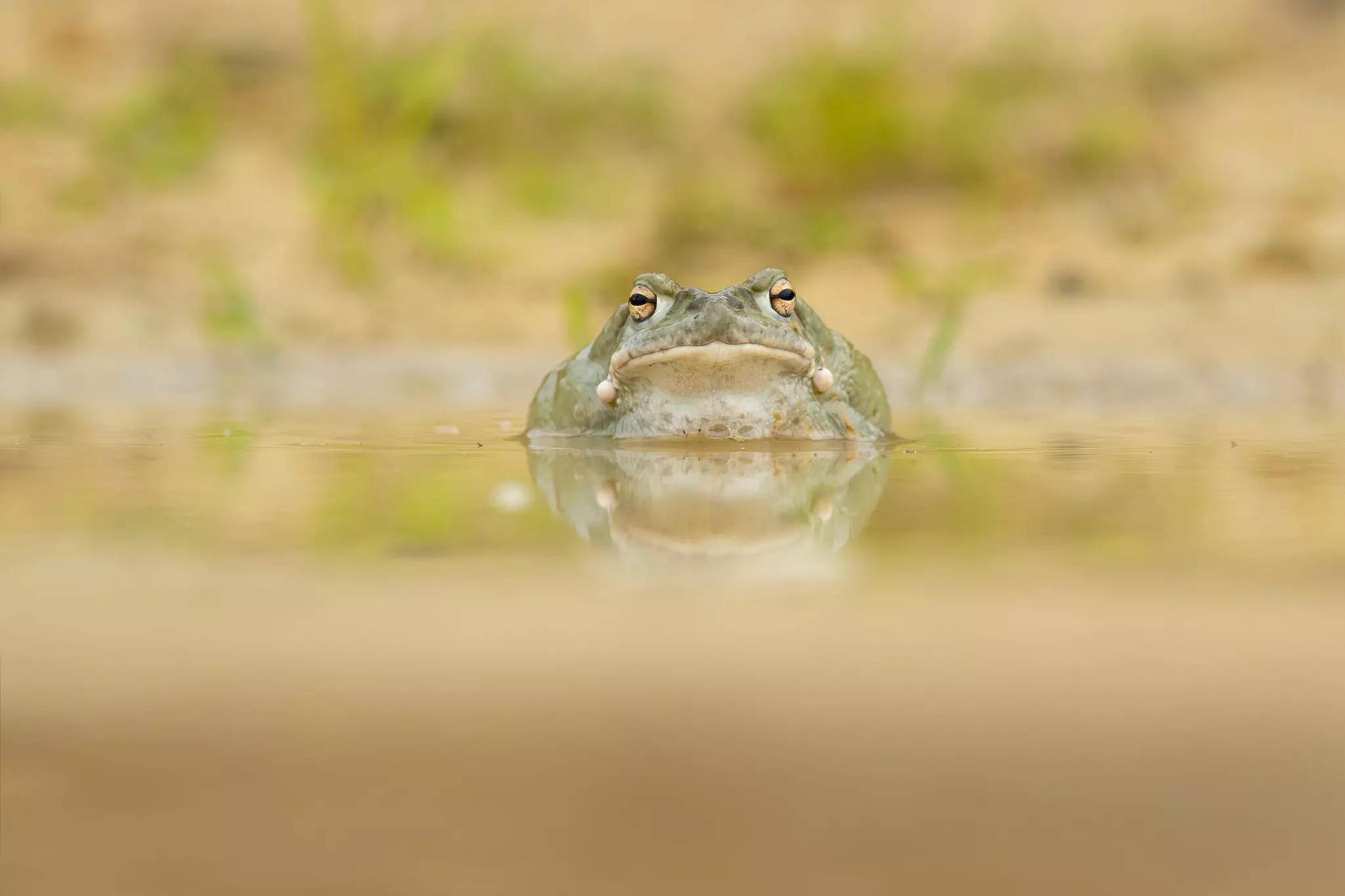 Sonoran Desert Toad close-up