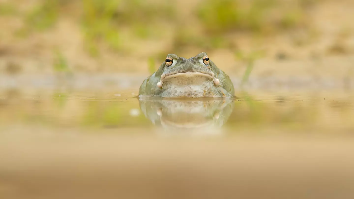 Sonoran Desert Toad close-up