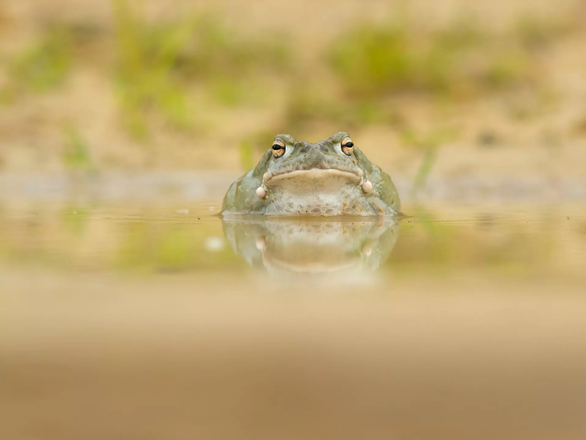 Sonoran Desert Toad close-up