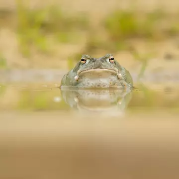 Sonoran Desert Toad close-up