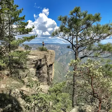 Person standing on a rocky ledge between pine trees, with forested canyon walls stretching away under blue sky and clouds.
