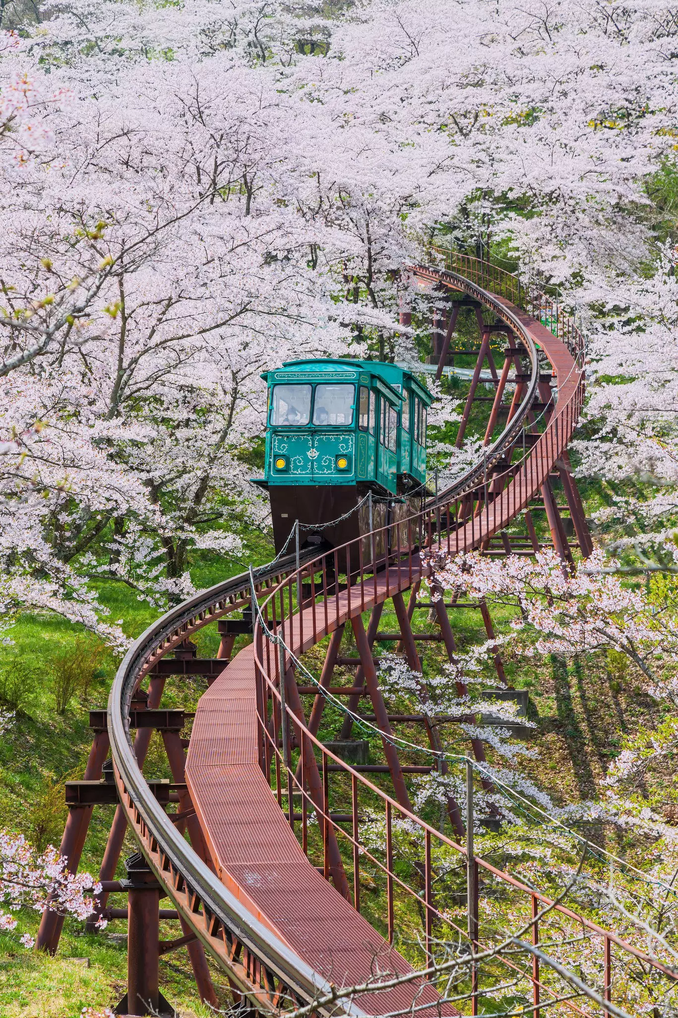 Slope car at Funaoka Castle Ruin Park surrounded by cherry blossoms.