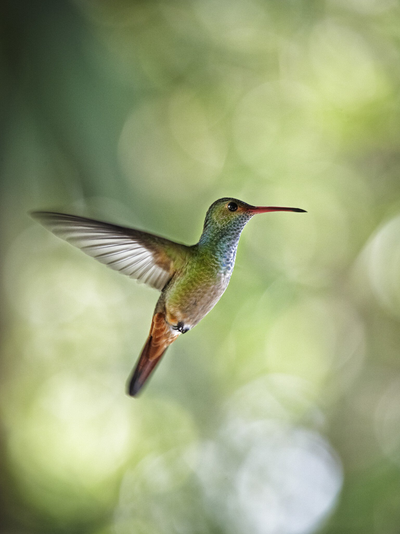 Rufous-tailed hummingbird in flight.