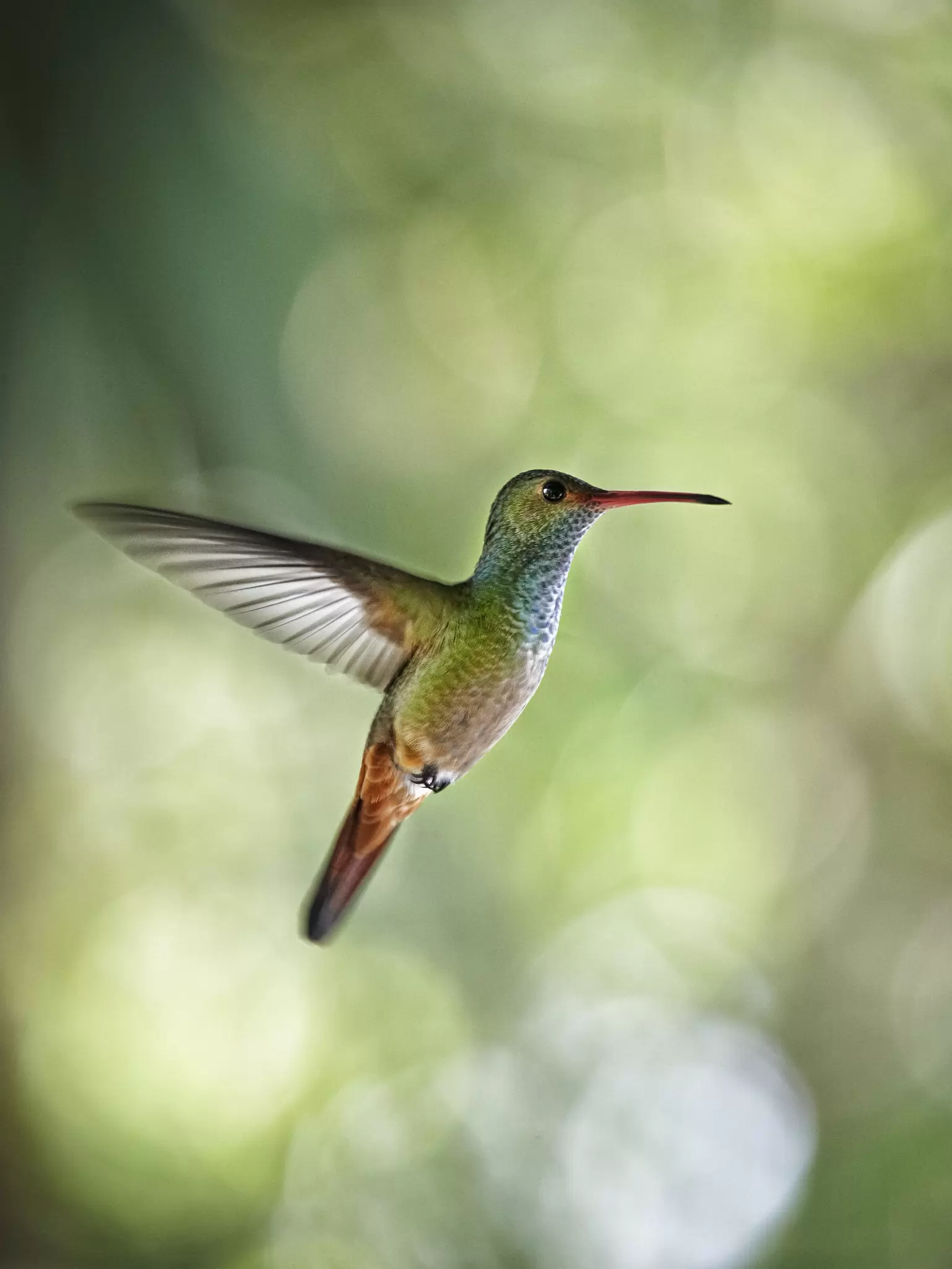 A blue and green hummingbird is captured mid-flight