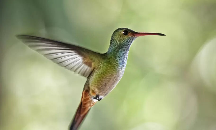 Rufous-tailed hummingbird in flight.