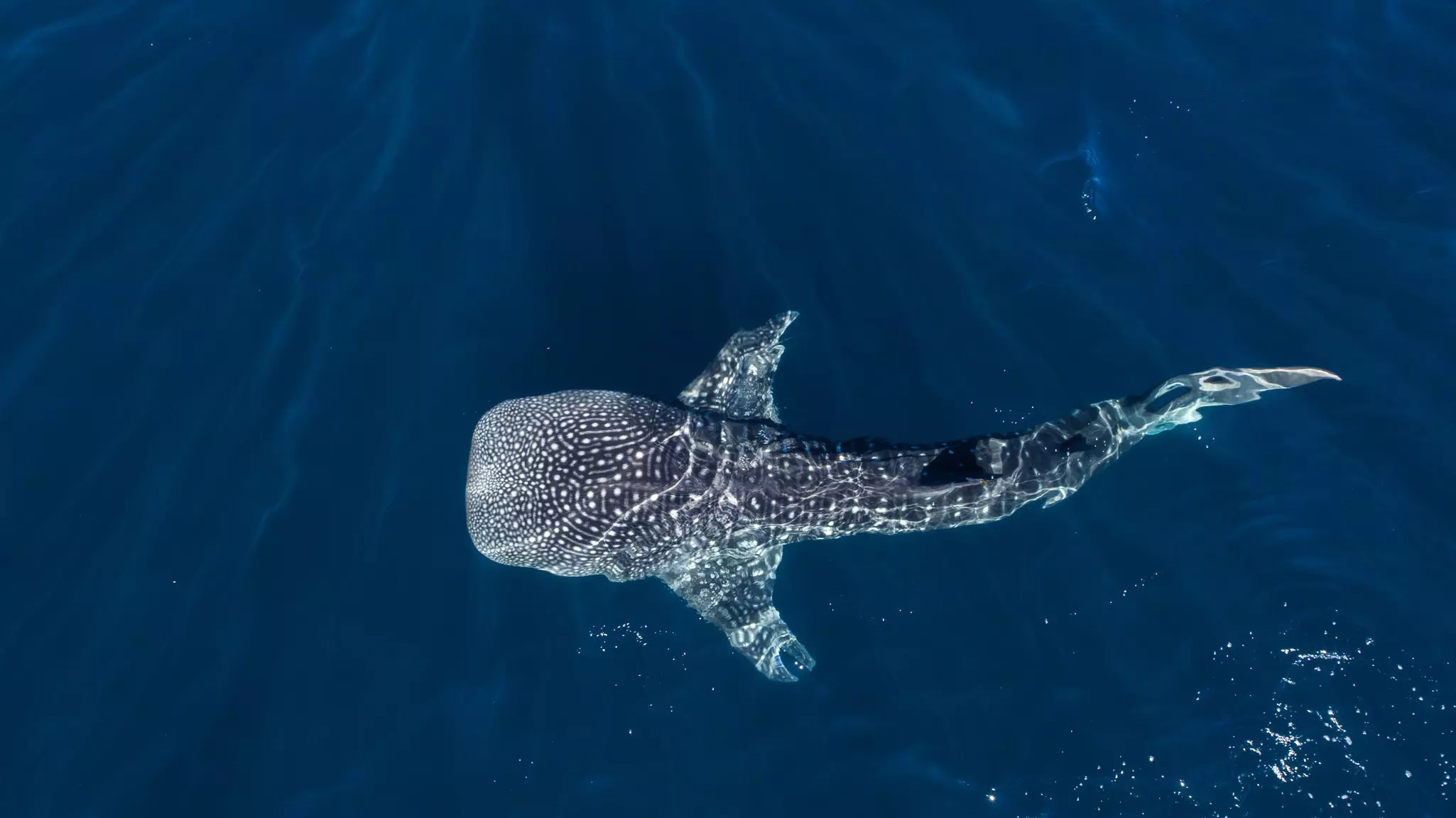 A huge spotted whale shark swimming through the dark blue ocean.