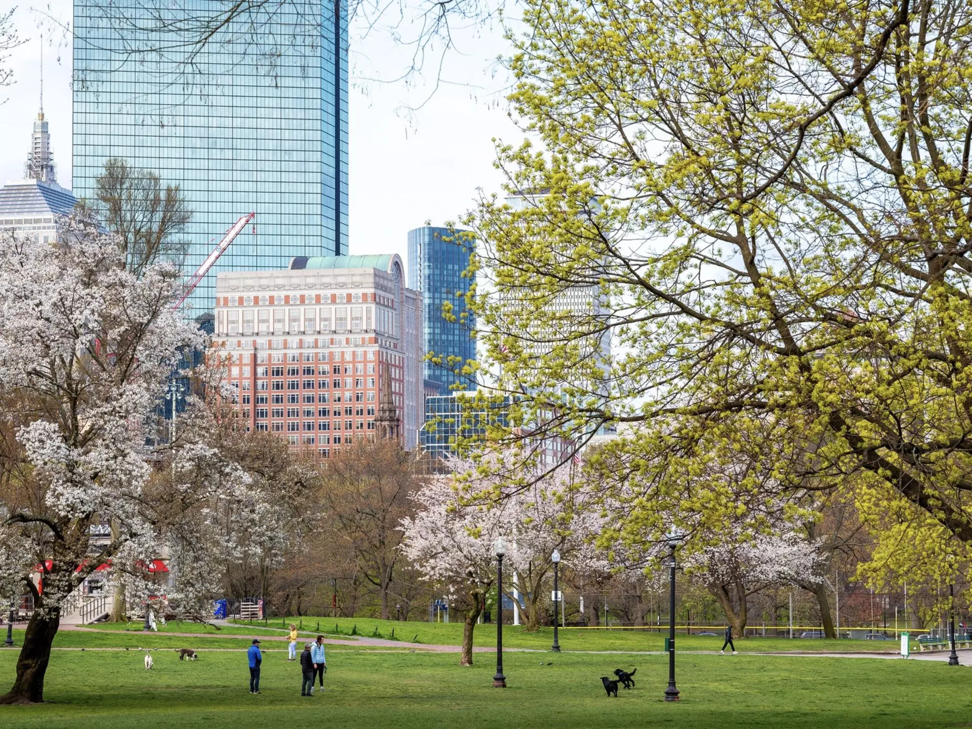 Boston Common in spring. Marcio Jose Bastos Silva/Shutterstock