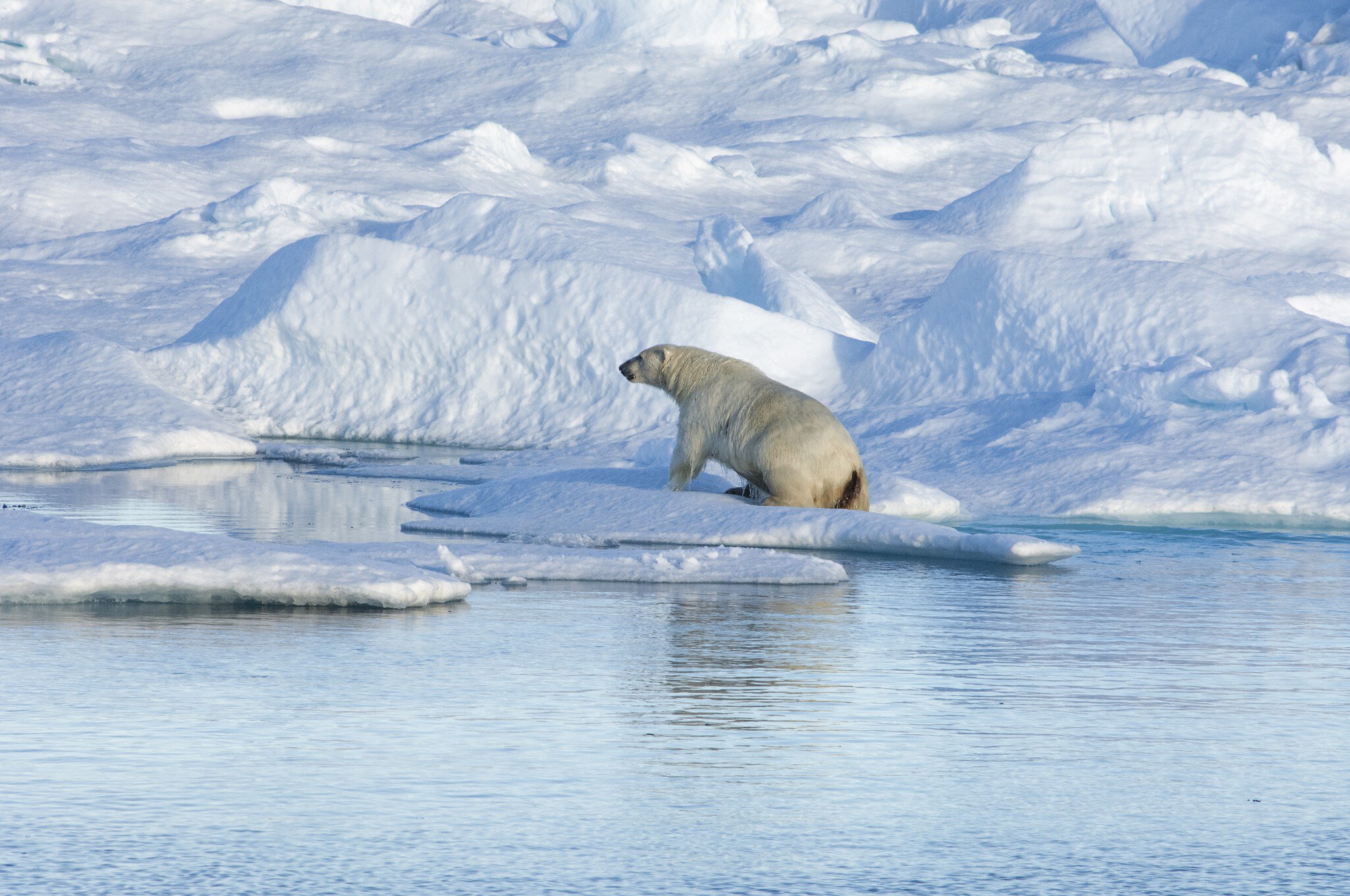 A polar bear climbing out of the water on to an ice floe.