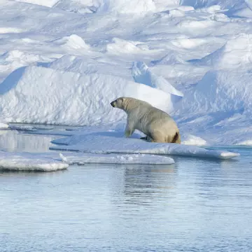 A polar bear climbing out of the water on to an ice floe.
