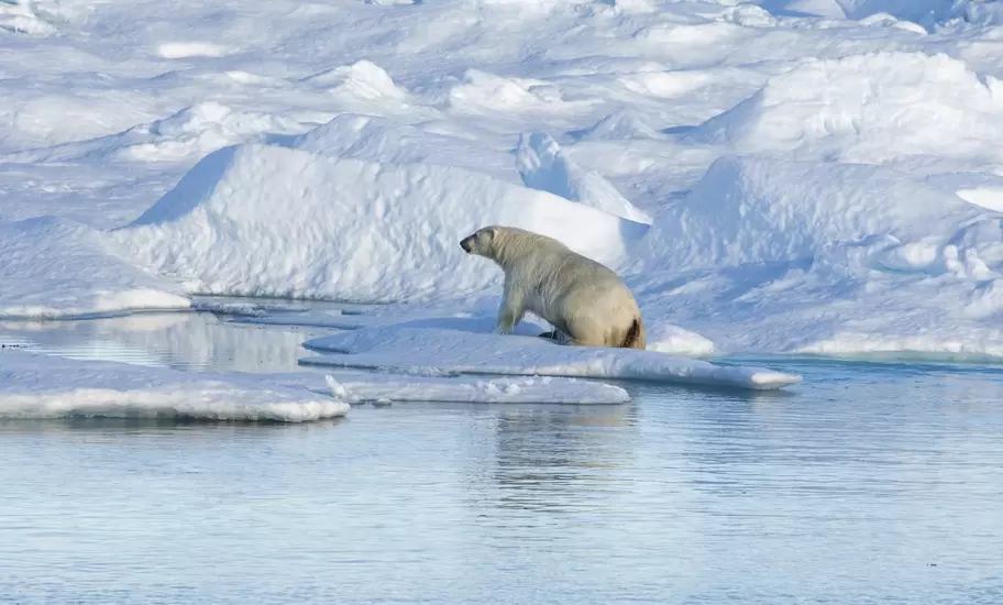 A polar bear climbing out of the water on to an ice floe.