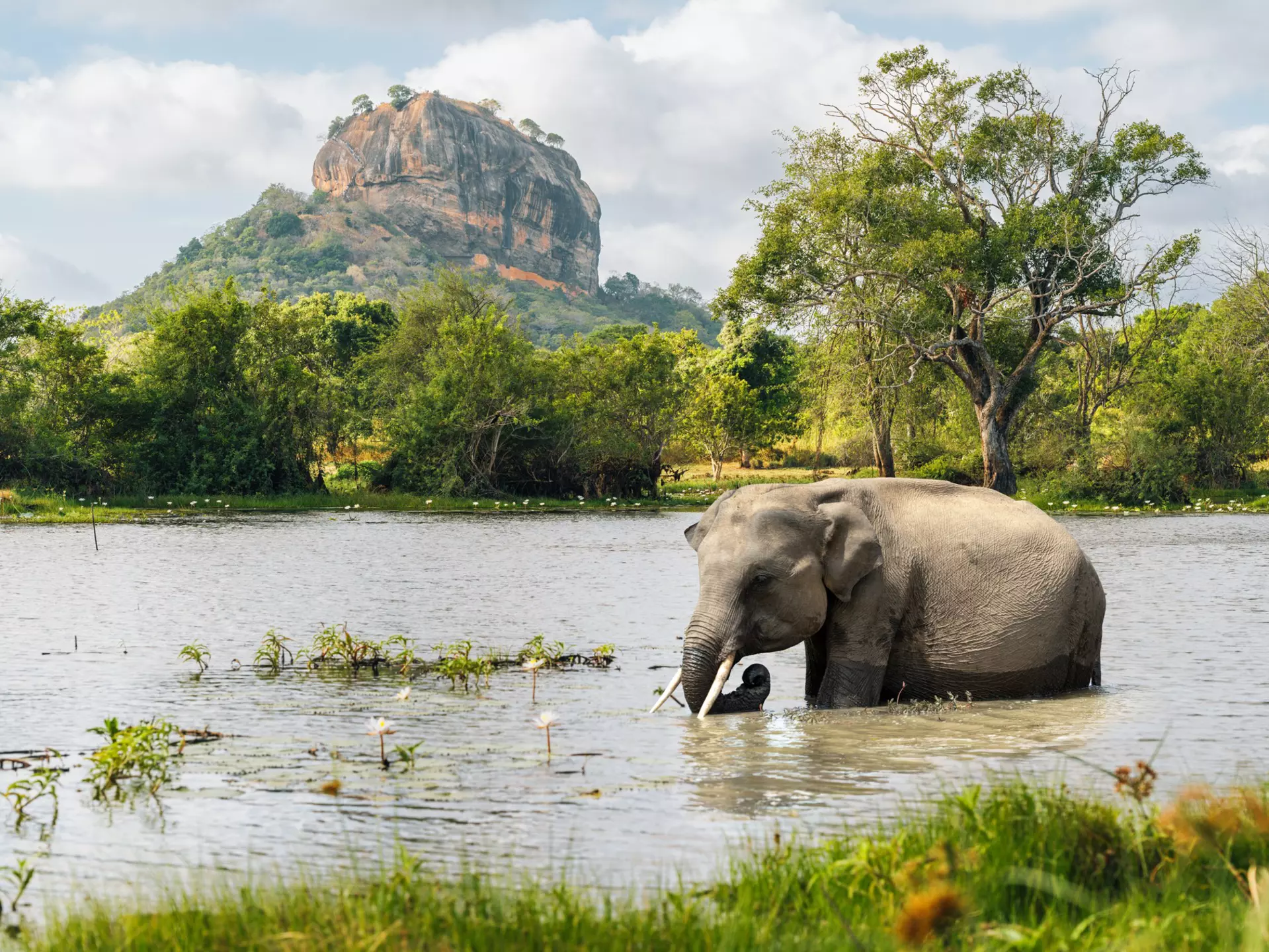 GettyImages-2236408381.jpg
Elephant bathes in Sri Lanka lake with Sigiriya rock in background.